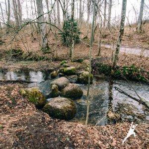 Miško takais per Šventosios baseiną (31 km) 0