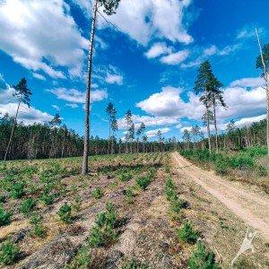 Neries skardžiais ir atodangomis (10 km) 3