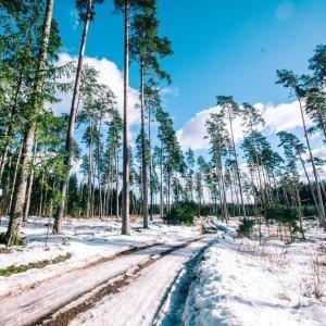 Per sodybas Gitėnų miško takais (27 km) 3