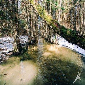 Per sodybas Gitėnų miško takais (27 km) 1