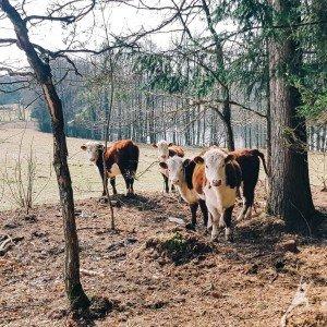 Antazavės istorijos takais (11 km) 1