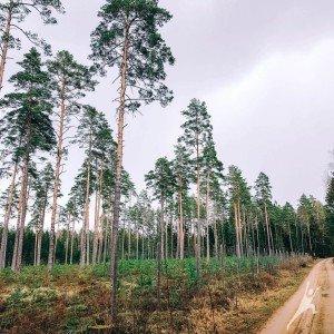 Gražiausio Šventosios upės vingio beieškant (29 km) 2