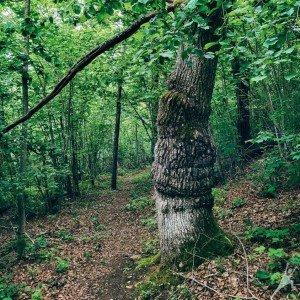 Žiniuonės E. Šimkūnaitės takais Tauragnuose (9 km) 1