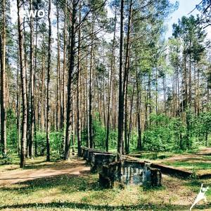 Pažink Bukčių mišką su šeima (6 km) 3