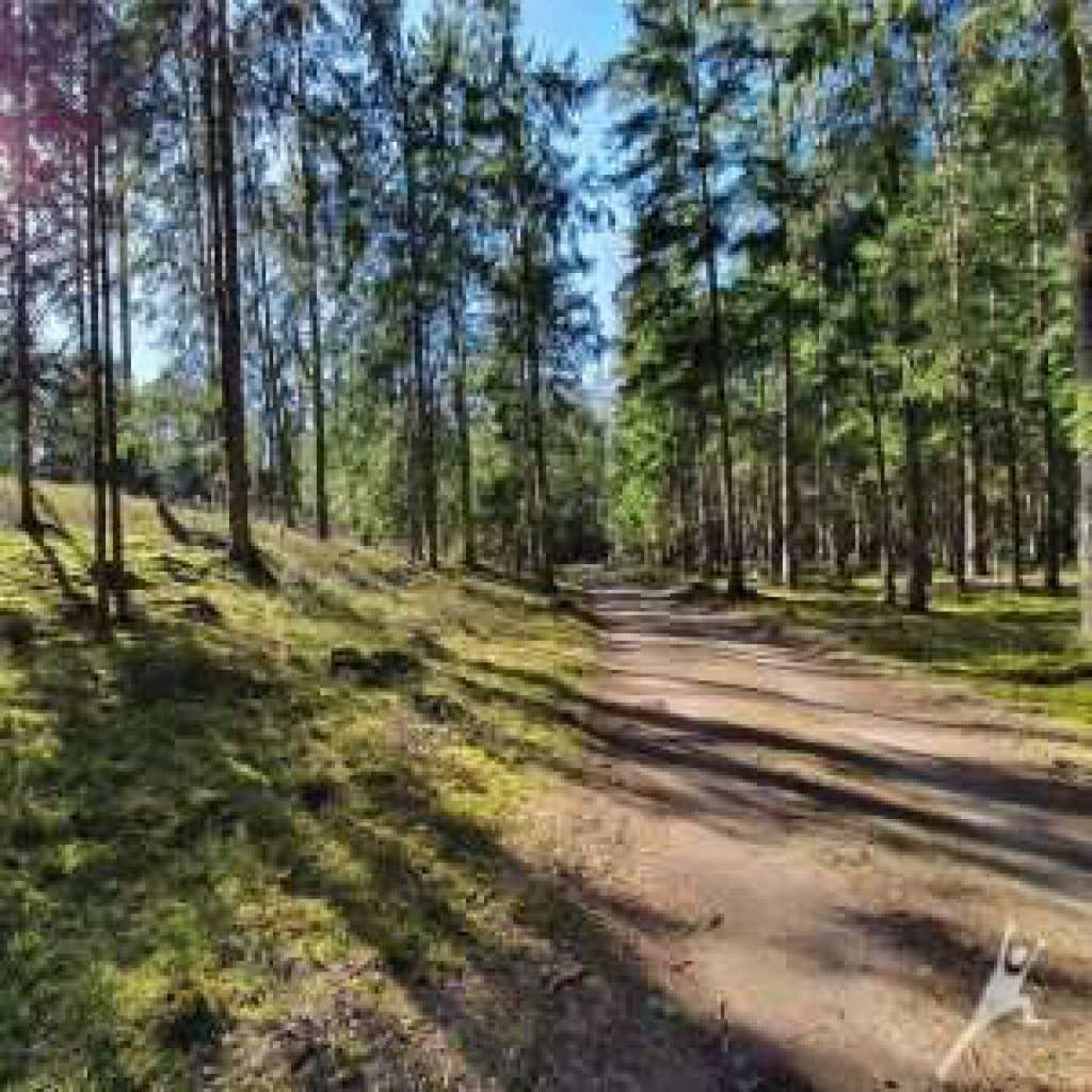 Kulautuvos miškais (12 km)