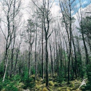 „Dzūkiškais“ miškais link Bartkuškio kopos (15 km) 3