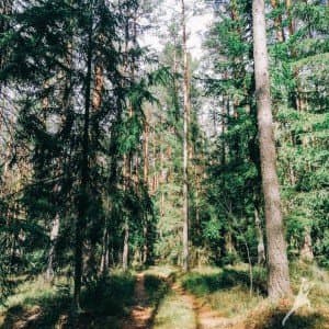 „Dzūkiškais“ miškais link Bartkuškio kopos (15 km) 2