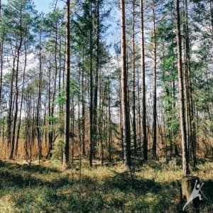 „Dzūkiškais“ miškais link Bartkuškio kopos (15 km) 1