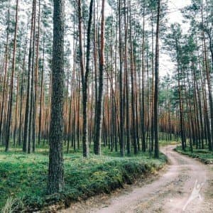 Miško keliukais tarp dviejų draustinių (13 km) 3