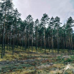 Miško keliukais tarp dviejų draustinių (13 km) 2