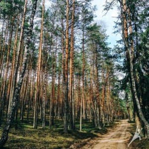 Miško keliukais tarp dviejų draustinių (13 km) 1