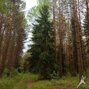 Bezdonių miškuose Žalgirio mūšio paminėjimo link (11 km) 3