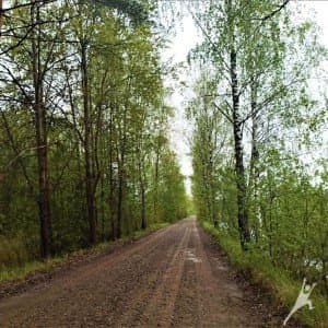 Bezdonių miškuose Žalgirio mūšio paminėjimo link (11 km) 2
