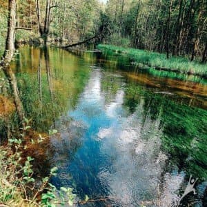 Nuo Januliškio ir Šeškuškės palei Peršokšnos upę (15 km) 3