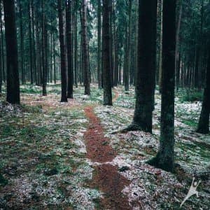 (Ne)atrasta Kleboniškio miško pusė (13 km) 3