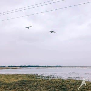 Stebint paukščius Nemuno deltoje (19 km) 2