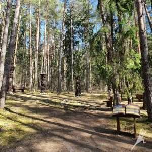 Kulautuvos miškais (12 km) 1