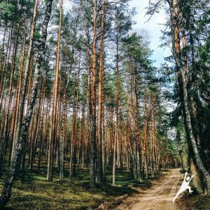 Miško keliukais tarp dviejų draustinių (13 km) 3