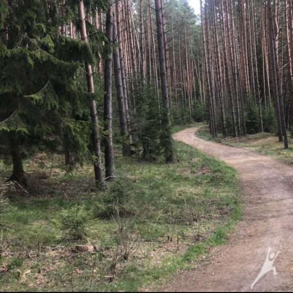 Miško takais nuo Juodlės (12km)