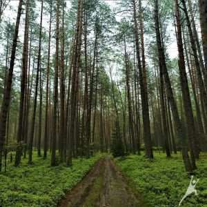 Bezdonių miškuose link rekordinio užrašo Žalgirio mūšiui (12 km)
