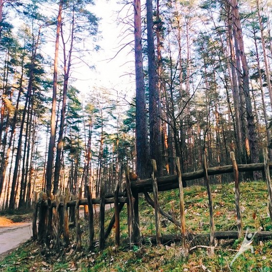 Miško takais palei Nerį (7 km)