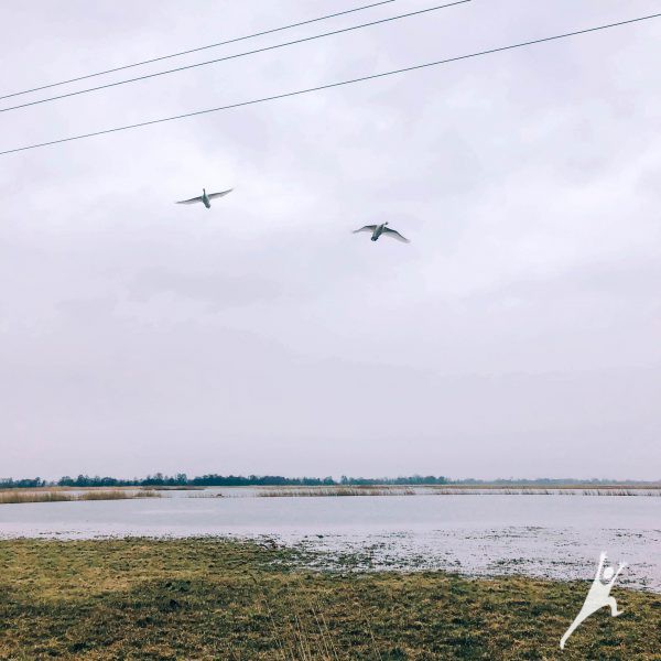 Stebint paukščius Nemuno deltoje (19 km)