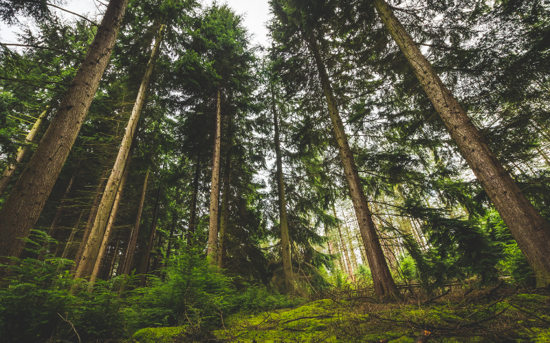 Žygiuok su savo indais